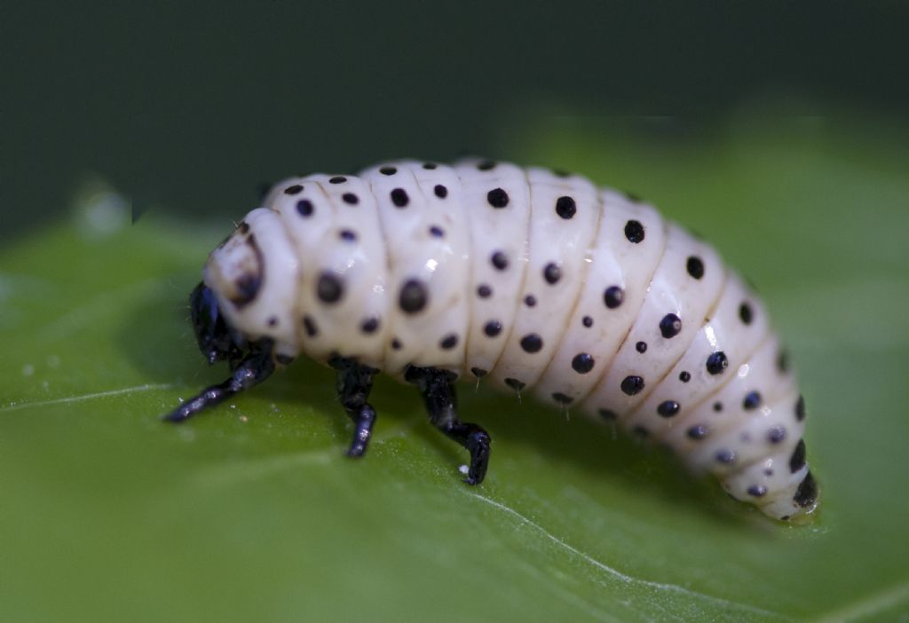 larva